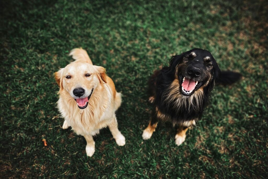 Two dogs sitting in the grass looking up at the camera